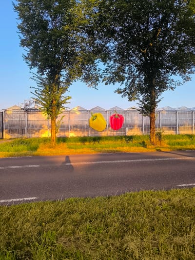 A long shot depicts a road in the city of Wervershoof, Netherlands, with a grassy verge on the right side and a row of greenhouses in the background. The greenhouses have a transparent covering and a white frame. A large yellow bell pepper and a large red bell pepper are printed on the greenhouse wall. Two trees, one on the left and one on the right, stand in front of the greenhouses. The tree on the left is partially obscured by the edge of the frame. The tree on the right is fully visible. The sun is setting, casting a warm glow on the scene and creating long shadows. The sky is clear and blue. A person's shadow is visible on the road in the lower left corner of the image. The road is paved and has white lines indicating lanes. The grassy verge is illuminated by the setting sun, and some dry grass is also visible.