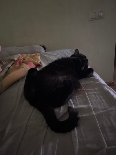 In Levkovo, Russia, a black cat is lying on its back on a bed covered with a gray sheet. The cat is curled up and appears to be sleeping or resting. The room is dimly lit, with a light switch visible on the wall in the upper right corner of the image. There are also some folded blankets on the bed behind the cat. The overall impression is one of a quiet and relaxed domestic scene.