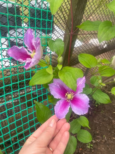 A close-up shot focuses on two blooming clematis flowers, one in the upper left and another in the lower right of the frame. The flowers exhibit a gradient of pink to purple petals with yellow stamens. Green leaves and buds surround the blossoms. A thin green mesh fence runs diagonally across the left side of the image. A wooden post is visible in the upper right corner, with tendrils of the clematis vine wrapped around it. A human hand, with a ring on the ring finger, is positioned in the lower right, gently touching the petals of the lower flower. The background consists of soil and scattered debris. The image appears to be taken outdoors, likely in a garden or yard setting. There is no information in the image to suggest a specific location within the city of Bormist, Russia.