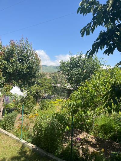 The image shows a sunny day in Kumukh, Russia, with a lush garden in bloom. In the foreground, a concrete border separates a grassy area from a garden bed overflowing with a variety of plants. Tall trees with green leaves dominate the scene, their branches reaching towards the bright blue sky dotted with fluffy white clouds. Among the trees, a rustic building with a tiled roof is partially visible, blending into the natural landscape. In the background, rolling hills add to the picturesque scenery. The garden itself is a vibrant tapestry of colors, with blooming flowers in shades of yellow, orange, and purple, interspersed with dense green foliage. A green stake stands upright in the garden, possibly supporting a plant. The overall impression is one of a peaceful and well-maintained garden on a warm, clear day.