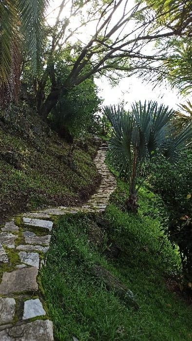 This image depicts a vibrant, lush natural landscape, likely a garden or a section of a park, in Bwishyura, Rwanda. The scene is dominated by a variety of green foliage and a rustic stone wall.
In the upper-left, bright sunlight streams through the branches and leaves of a large deciduous tree, creating a backlit effect and some lens flare. Further into the frame, towards the upper-right, a distinctive fan palm with large, stiff, blue-green fronds and a slender trunk stands tall amidst other dense greenery.
A low, moss-covered stone wall, constructed from irregularly shaped, light-colored rocks, meanders diagonally across the middle ground from the left to the right side of the image. The stones of the wall are partially covered with green moss, indicating a humid environment. Below and around the wall, and filling much of the right side, is a profusion of dense, finely textured green ground cover and shrubs. Some areas of exposed earth with sparse vegetation are visible near the base of the wall.
The bright sky and strong highlights suggest it is daytime, possibly late morning or early afternoon. There are no people, explicit activities, or visible text in the image. The overall impression is one of a thriving, well-vegetated environment, showcasing the natural beauty of the region.