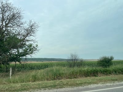 The image depicts a rural landscape in Congaz, Moldova. The foreground features a grassy verge and a section of a paved road with a white line. Beyond the verge, tall green grass and foliage dominate, with a few bare branches of a deciduous tree on the left. In the mid-ground, a vast field of green crops, likely sunflowers, stretches across the horizon. The field is neatly organized in rows, suggesting agricultural activity. Further in the distance, rolling hills are visible, covered with sparse vegetation and trees. The sky is overcast with a pale, diffused light, indicating a cloudy day. The overall mood is serene and natural. There are no people or specific objects of interest other than the natural elements and the agricultural field. The time of day appears to be daytime, but the cloudy sky prevents the determination of specific hours. No visible text is present in the image.