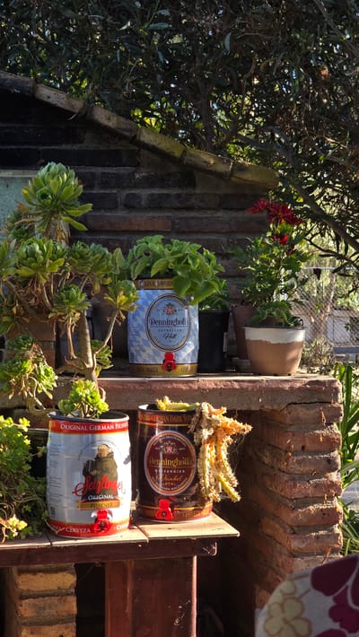 This image depicts an outdoor scene in Tierra Santa, Mexico, featuring a collection of beer kegs repurposed as planters. The kegs are situated on a rustic wooden table and a brick ledge, surrounded by lush greenery and plants. In the background, a brick wall and overgrown trees contribute to the natural, somewhat wild ambiance. One keg, with a blue and white checkered pattern, displays the Denninghoff's brand and is filled with a leafy plant. Another keg, labeled "Seitzlinger Original Pilsener," showcases a depiction of a monk. A third, darker keg, also bearing the Denninghoff's logo, contains a desiccated plant. The overall impression is one of a charming, slightly bohemian outdoor space, possibly a garden or patio area, where repurposed items are integrated into the landscape.
