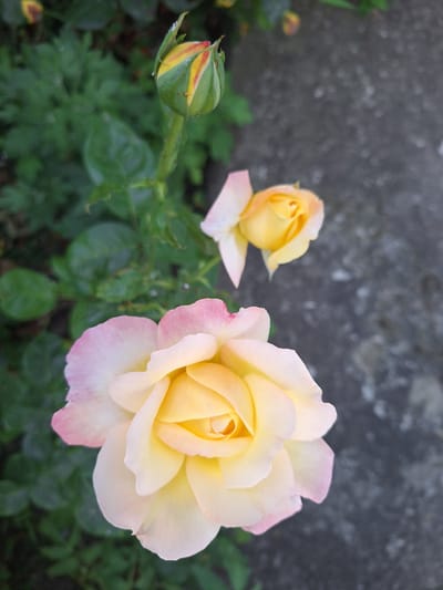 A close-up, high-angle shot captures a budding rose and two blooming roses against a blurred background of green foliage and grey concrete. The primary subject, a fully bloomed rose in the foreground, displays soft yellow petals with delicate pink edges, unfurling in a spiral pattern. To its upper left, a smaller, partially bloomed rose shares a similar color palette. Above and to the left of these, a rosebud is visible, its green sepals tinged with yellow and red at the tip. The overall impression is one of delicate floral beauty. The image location is not determinable from the visual information provided.