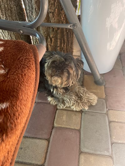 A small, shaggy dog with dark brown and tan fur lies on a paved patio in front of large logs. The dog's face is partially obscured by its fur, but its dark eyes are visible, looking towards the camera. A brown, textured blanket is draped over a metal railing in the foreground, partially covering the dog and the logs. The patio is made of rectangular pavers in varying shades of brown, grey, and pink. A white, curved object, possibly a piece of furniture or outdoor equipment, is visible in the upper left corner, casting a reflection on its surface. The scene appears to be outdoors, with the sunlight suggesting it is daytime. The overall impression is one of a peaceful, relaxed moment for the dog.