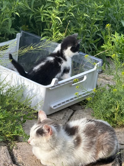 Two kittens are visible in the frame. One kitten, with black and white fur, is inside a white and clear plastic carrier. Its head is turned to the left, looking out from the carrier. The other kitten, with grey and white fur, is lying down outside the carrier, facing downwards, appearing to be resting or sleeping. The carrier is open, and the kitten inside is partially visible.

The kittens are situated outdoors, with lush green vegetation surrounding them. Some of the plants have small yellow flowers. The ground appears to be made of rough stone or concrete. Sunlight is casting shadows on the ground, suggesting it is daytime. The scene appears peaceful, with the kittens seemingly comfortable in their environment. There is no visible text in the image. The location context is Tuishevo, Russia.