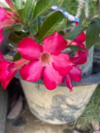 This is a close-up, high-angle shot of several vibrant pink Adenium flowers, commonly known as desert roses, in full bloom. The primary subject is a large, perfectly formed flower in the center of the frame, with five distinct, ruffled petals radiating from its center. Its color is a rich fuchsia at the edges, fading to a lighter pink and creamy yellow towards the throat. To the left and bottom of this main bloom are glimpses of other flowers, some partially obscured and slightly out of focus, adding depth to the composition.

The flowers are supported by thick, green, leathery leaves, which are slightly glossy and also out of focus, particularly in the upper right portion of the image. The background is blurred, but suggests an outdoor setting. A large, textured, light-colored object, possibly a pot or container, occupies the left and bottom portions of the frame. It appears weathered and has a rough, somewhat mottled surface. Some greenery, likely grass or other low-lying plants, is visible in the lower left corner. There are also some thin, light-colored structures, possibly part of a fence or netting, and a hint of a blue and white striped object in the background.

The lighting appears to be natural daylight, casting soft shadows and highlighting the delicate texture of the petals. There are no people visible in the image. The scene evokes a sense of natural beauty and the flourishing of plant life. The focus is entirely on the delicate details of the flowers, from the subtle color gradients on the petals to the slight imperfections that give them a natural, organic feel. The image was captured in Meunasahmeucap, Indonesia. There is no visible text in the image.