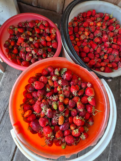 Three plastic buckets filled with ripe strawberries are displayed on a wooden surface. The buckets are red, white with a black rim, and orange. The strawberries are a vibrant red, with some showing slight variations in color and size. The scene appears to be outdoors, possibly in a rural setting, given the rustic wooden background. The location is identified as Novosisoevka, Russia. There are no people or animals present in the image, and no specific actions or interactions are depicted. The overall impression is one of a bountiful harvest.