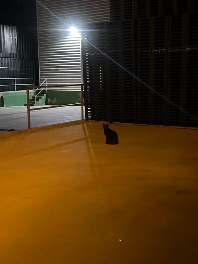 The image depicts an outdoor industrial or storage area at night in Alcàsser, Spain, illuminated by artificial light. A lone black cat is seated centrally on a large, flat expanse of orange-yellow ground, oriented towards the left. In the background, a brightly illuminated corrugated metal wall or roll-up door is prominent, with a stark light source visible above it, creating lens flare. To the left of the corrugated structure, and partially obscured by a metal railing, are tall stacks of dark, rectangular objects, possibly industrial pallets or crates. Similar stacks are present on the far right, extending vertically. A set of metal stairs descends behind the railing on the left, leading to a lower level featuring a green-painted wall or curb. Long, distinct shadows from the railing and other elements are cast across the orange-yellow ground due to the intense artificial lighting. The scene is devoid of human presence or activity.