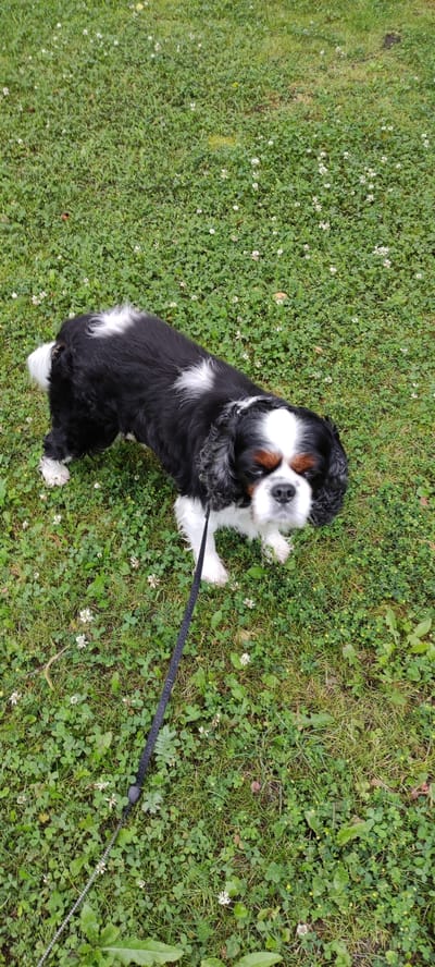 A black and white Cavalier King Charles Spaniel is standing on a grassy lawn with small white flowers and clover. The dog is facing the camera and appears to be looking down. A black leash is attached to the dog's collar and trails onto the grass. The background is a blur of green grass. The image was taken in Ангелово Клубная Резиденция, Russia.