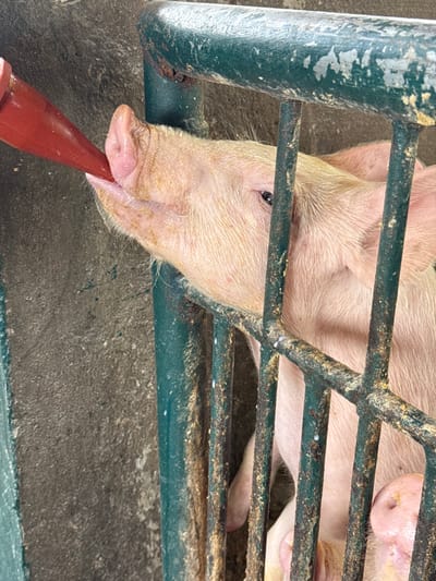A light pink piglet is depicted in profile, consuming liquid from a red plastic feeding bottle. Its snout is extended through dark green, heavily corroded metal enclosure bars. White liquid residue, consistent with milk or formula, is visible on the piglet's snout and splattered on the metal bars. The background consists of a textured, grey concrete wall. A second piglet's snout is partially visible at the bottom right, below the bars. No human figures are present. The scene captures an animal husbandry activity within an enclosure in the city of Quimbaya, Colombia.
