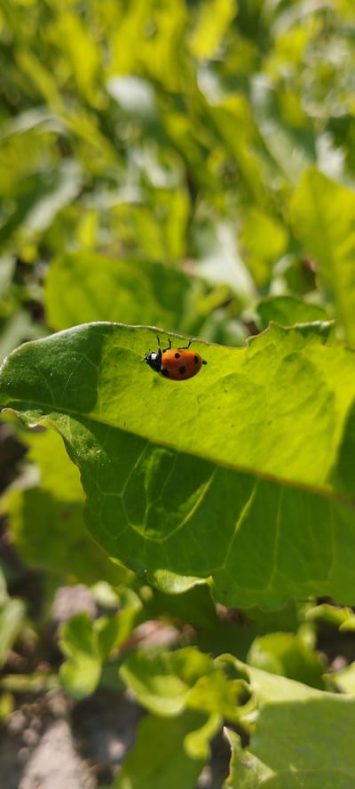 A ladybug with black spots is crawling on a vibrant green leaf, its underside exposed to the sunlight. The leaf has a jagged edge, suggesting it might have been nibbled by insects. The background is a blur of more green leaves, indicating a garden or a natural outdoor setting. The sun appears to be high in the sky, casting distinct shadows and highlighting the textures of the leaf. The scene evokes a sense of tranquility and the simple beauty of nature. There is no visible text in the image.