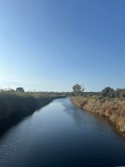 The scene depicts a serene, narrow waterway, consistent with a river or canal, within or adjacent to Kfar Vitkin, Israel. The water, a deep blue with subtle surface ripples, extends from the foreground into the distance, curving gently towards the left. Both banks are densely overgrown with vegetation: the left bank features tall, green-brown reeds and grasses, behind which faint distant structures, including utility pylons and buildings, are visible on the horizon. The right bank is similarly vegetated, comprising a mix of dried brown reeds, green bushes, and a distinct, lighter-barked tree in the mid-ground. The sky above is clear and light blue, occupying approximately the upper third of the frame, indicating daylight conditions. No individuals, animals, actions, or interactions are present in the image.