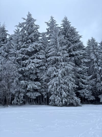This image depicts a winter landscape in Le Hohwald, France. The scene is dominated by a dense coniferous forest, with all trees heavily coated in fresh snow or hoarfrost. The foreground consists of a vast, flat expanse of undisturbed white snow, exhibiting subtle texture variations. No individuals, animals, or artificial structures are visible. The trees, primarily evergreens, appear uniformly white due to the snow accumulation on their branches, needles, and trunks, with some darker foliage visible underneath the snow layer. A few bare, snow-dusted deciduous branches are discernible on the far left of the tree line. The sky above is a uniform light grey, indicating overcast conditions. The overall environment suggests a cold, natural setting with significant snowfall.