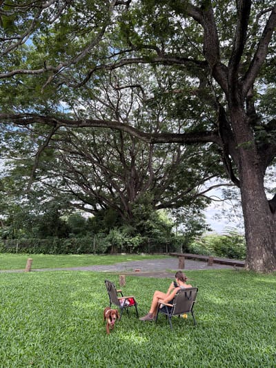 In Tambon San Phi Suea, Thailand, a young woman sits in a chair on a grassy lawn, looking at her phone. A dachshund stands near the chair. In the background, a large tree with sprawling branches dominates the scene, with dense foliage and a wooden walkway. The sky is partly cloudy.