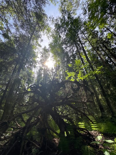 The image captures an upward-angled view of a dense forest with a fallen tree dominating the foreground. The tree's roots are exposed and spread out, creating a tangled mass of dark wood. Sunlight streams through the canopy, casting dramatic rays and dappling the forest floor with light. The surrounding trees are tall and slender, with lush green foliage. The forest floor is covered in moss and ferns, with some areas illuminated by shafts of light. The overall impression is one of natural wilderness, with the fallen tree adding a sense of natural decay and the dynamic interplay of light and shadow enhancing the dramatic atmosphere. The specific location in Petergof Siti, Russia is not visually discernible from the image itself, as the scene depicts a generic forest landscape.