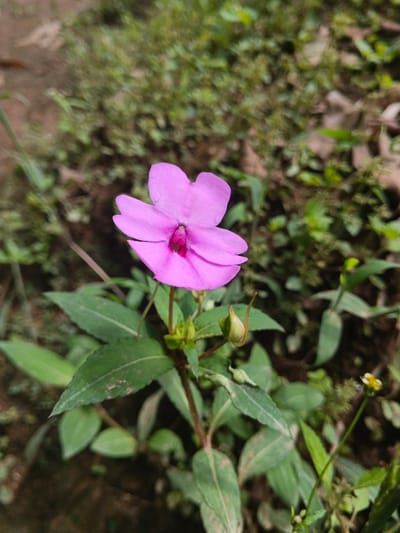 A single vibrant pink flower with a darker reddish-pink center is in sharp focus, positioned centrally within a natural outdoor setting. The flower exhibits five prominent petals and is supported by a slender green stem, from which several dark green leaves with visible venation emerge. Two green, elongated flower buds are also visible on the stem to the right of the main bloom. The background is extensively blurred, showing indistinct green foliage, consistent with various small plants and grasses, interspersed with areas of brown earth or dried plant material. A small, out-of-focus yellow and white flower is present in the lower right background. No people or artificial structures are visible. The exact location in the city of Bình Hải, Vietnam, cannot be determined from the visual content of the image.