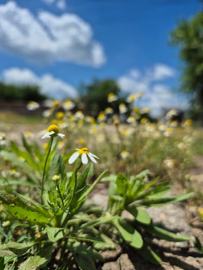 In a close-up, low-angle shot, a field of small white flowers with yellow centers, resembling daisies, is in bloom. The flowers are scattered across dry, cracked earth, with lush green leaves emerging from the soil. In the background, more flowers and trees are visible, softened by a shallow depth of field. The sky above is a vibrant blue, dotted with fluffy white clouds. The scene appears to be a natural landscape, possibly in or around Kardam, Bulgaria, given the context of the request. There are no people or animals present in the image.