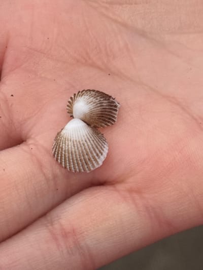 A light-skinned human palm is centrally positioned, oriented with fingers pointing towards the top of the frame. The palm exhibits natural skin creases and several small, dark particulate specks, possibly sand or dirt. Resting on the palm are two small, ribbed bivalve shell valves, identified as a type of cockle. The upper shell valve, approximately 1.5 cm in width, is off-white with distinct brown radial stripes and appears to have a slightly irregular or worn dorsal edge. The lower shell valve, slightly larger at approximately 2 cm in width, is also off-white with brown radial stripes and appears more intact. The shells are positioned in a slight overlap, with the lower shell partially obscuring the ventral margin of the upper shell. The background is out of focus, indicating a shallow depth of field, consistent with the scene being observed at close range in Antón Lizardo, Mexico.
