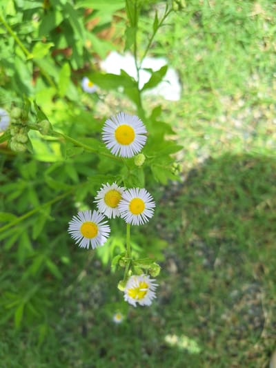 In a close-up, vertical shot, several small white daisies with yellow centers bloom on thin green stems. The flowers are the primary subjects, with the largest and most in-focus daisy at the top right. The background is a blur of green foliage and grass, suggesting an outdoor natural setting. There are no people or animals visible in the image. The scene appears to be in a garden or natural area, possibly in the village of Nigvzianis Temi, Georgia, given the context.