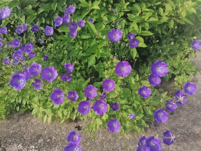 The image shows a close-up view of a patch of Campanula flowers, commonly known as bellflowers, in bloom. The flowers are a vibrant shade of purple, with some appearing to be fully open and others still in bud. They are set against a backdrop of lush green foliage, suggesting a garden or natural setting. The foreground features a textured grey surface, possibly a concrete path or walkway, with a rough, granular appearance. The lighting suggests it is daytime, with a gentle illumination that highlights the colors and details of the flowers and leaves. There are no people or animals visible in the image. The overall impression is one of natural beauty and a tranquil outdoor environment. The provided crops offer detailed views of the bellflowers and their surrounding greenery. The image is a still photograph, capturing a moment in time.