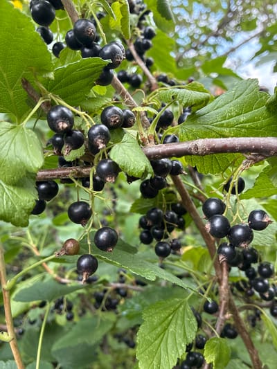 A close-up, eye-level shot captures a cluster of ripe black currants hanging from a bush in Chernoyarskaya, Russia. The berries, varying in shade from deep purple to black, are clustered tightly on thin stems, some showing remnants of their sepals. Large, green leaves with visible veins frame the fruit, creating a lush backdrop. The branches of the bush are a rough, brown wood. The overall impression is one of abundant, natural growth, with the soft focus of the background suggesting an outdoor setting with dappled light.