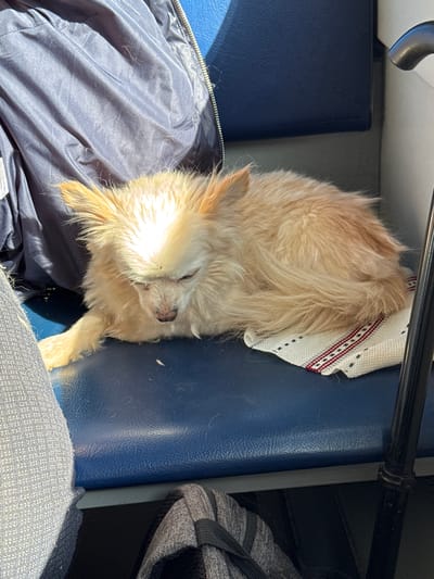 A small, light-brown, fluffy dog is sleeping on a blue bus seat, possibly during daytime. The dog is lying on a white towel with red and black accents. Part of a blue jacket is visible to the left, and part of a gray bag or backpack is on the right. A metal bar runs across the top of the image. The specific location in Overyata, Russia, cannot be determined from the provided visual information.