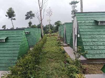 The image displays a series of identical, small, A-frame structures with weathered, peeling green horizontal plank siding, located in what is identified as Suối Đục, Vietnam. These structures are arranged in two rows, flanking a central, unpaved grassy pathway that recedes into the background. Each visible structure features a small, rectangular louvered vent or window positioned near the apex of its front facade. Narrow concrete strips serve as minimal walkways leading up to the entrances of some units. The foreground and areas immediately surrounding the structures are characterized by lush green grass, various bushes, and unkempt vegetation. In the midground and background, against a uniformly overcast, grey sky, a diverse collection of trees, including both evergreen and deciduous types, rise from the sloping terrain. No individuals, explicit actions, or direct interactions are visible within the frame.