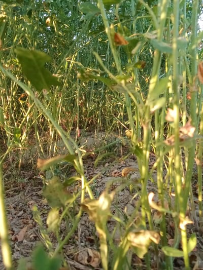 In Romitan, Uzbekistan, a low-angle close-up shot captures a dense thicket of dry, green, and wilting plants. The plants' stalks are prominent, creating a visual barrier that obscures the background. Sunlight filters through the foliage, casting dappled light and highlighting the textures of the dry leaves and soil. The ground beneath the plants is covered with a mixture of dry leaves, dirt, and small pebbles. The overall impression is of a neglected or overgrown area within a field or garden.
