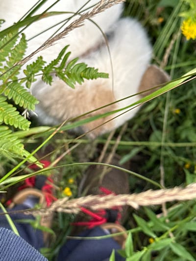 The image shows a close-up view of a fluffy white and tan animal, possibly a cat or dog, partially obscured by tall green grass and ferns. The animal's fur is soft and appears to be light-colored with patches of tan. In the background, blurred elements suggest a natural outdoor environment with some yellow flowers and green foliage. The lower part of the image shows what appears to be a dark blue garment, possibly clothing, with red laces or strings visible. The scene suggests the animal is in a grassy area, possibly a field or garden. There are no identifiable landmarks or specific details that would indicate the location in the city of Karabanovo, Russia.