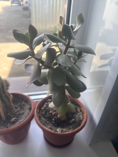 The image shows two terracotta pots containing houseplants placed on a white windowsill. The plant in the foreground is a jade plant with thick, oval-shaped leaves. The plant in the background appears to be a cactus, though only a portion of its soil and pot are visible. The plants are well-lit, suggesting they are receiving sunlight. The background is a white surface, possibly a wall or the exterior of the building, with reflections indicating a window. The scene appears to be indoors, in a room with natural light. No people are visible in the image. The overall impression is one of a domestic setting, likely a home. The time of day is suggested by the bright lighting and reflections, possibly late morning or early afternoon. The weather is not directly indicated, but the bright light suggests clear skies. No text is visible in the image.