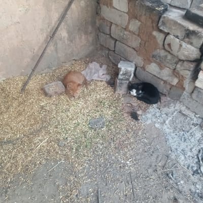 In a corner formed by a rough concrete wall and a wall constructed of cinder blocks, two cats are visible. On the left, a ginger cat is lying down on a bed of what appears to be dried grass or straw. In the right corner, a black and white cat is curled up sleeping on the dirt and straw. The ground is covered in a layer of debris, including straw, small stones, and a crumpled piece of plastic. There is a metal rebar leaning against the concrete wall. The scene is likely an outdoor shelter or enclosure. The location is identified as Slobidka, Ukraine.