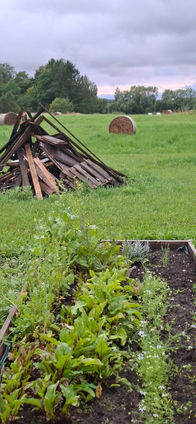 The image depicts a rural scene in Orissaare, Estonia, under an overcast sky, suggesting it might be early morning or late afternoon, or a cloudy day. The foreground features a raised garden bed filled with lush green plants, including what appear to be beet greens with their characteristic reddish veins on the stems and leaves. Interspersed among them are smaller plants with delicate white flowers, possibly herbs or other flowering vegetables. To the left of the garden bed, a pile of weathered wooden debris is scattered across a vibrant green grassy field. Further in the background, several round hay bales are visible in the field, a common sight in agricultural landscapes. Trees form a dark green treeline along the horizon, separating the field from the sky, which is a soft blend of grays, purples, and a hint of pink, indicative of diffused light. The overall impression is one of quiet, bucolic agriculture, with a touch of rustic disarray from the discarded wood. There is no visible text in the image.