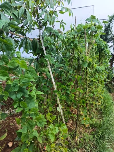 This image depicts a cultivated agricultural plot in Kutkai, Myanmar, under an overcast sky. The scene is dominated by dense green vegetation, primarily climbing plants supported by vertical stakes.
In the foreground and midground, a variety of plants are visible. To the left, robust climbing plants with broad, ovate green leaves are present, some displaying small white flowers. Interspersed among these are taller plants with distinctive palmate, multi-lobed leaves, likely a species such as cassava. Multiple vertical wooden or bamboo poles serve as support structures for the climbing vegetation. Towards the right side of the frame, another section of climbing plants exhibits numerous thin, elongated green pods, indicative of long beans or yardlong beans, clinging to their stakes. The ground beneath the plants consists of dark brown, cultivated soil, with some small stones and organic debris visible.
In the background, a light grey, uniformly overcast sky is visible above the plant canopy. Partially obscured by foliage, two sections of white, mesh-like netting are visible against the sky, suggesting an enclosure or protective structure. To the far right, a portion of a larger plant with broad leaves, possibly a banana tree, is partially discernible. A strip of uncultivated green grass and weeds borders the far right edge of the cultivated area. No individuals are present in the frame. The lighting is diffused, consistent with an overcast condition.