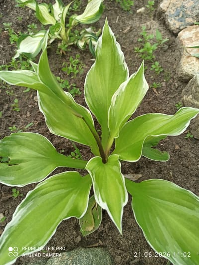 A close-up, overhead shot captures a vibrant green hosta plant with white-edged leaves against a backdrop of dark soil and scattered small stones. Several hosta plants are visible, some out of focus in the background. The image is geotagged to Sovetskiy, Russia, with a timestamp of June 21, 2026, at 11:02 AM.