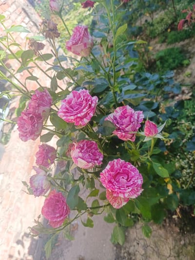 The image shows a cluster of striped pink and white roses blooming on a bush. The roses are in various stages of bloom, with some fully open and others still in bud. The bush has green leaves and thorny stems. In the background, there is a blurred view of a brick wall, some green foliage, and a pathway. The lighting suggests it is daytime. The scene is likely an outdoor garden setting.