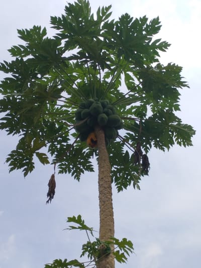 The image displays a single mature papaya tree (Carica papaya) in Ugwolawo, Nigeria, captured from a low-angle perspective against an overcast, light grey sky. The tree features a straight, textured, light brown trunk. Approximately 25-30 ovoid, green, unripe papayas are densely clustered directly beneath the crown of leaves. One papaya at the bottom of this cluster exhibits prominent yellow and orange discoloration, indicative of ripening or decay. The tree's crown consists of numerous large, palmate green leaves, with several lower leaves appearing wilted, brown, and partially decayed. No other subjects, objects, or actions are discernible within the frame.