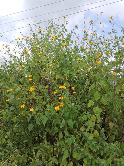 The image displays a dense growth of Tithonia diversifolia (Mexican sunflower) plants, characterized by numerous vibrant yellow flowers and abundant green foliage, dominating the foreground and midground. The plants appear uncultivated, with stems varying in height. Above the vegetation, an overcast sky is visible, traversed by two parallel dark utility lines extending horizontally across the upper third of the frame. The scene is located outdoors in the city of Ugwolawo, Nigeria. No individuals, animals, or other artificial structures are discernible within the frame.