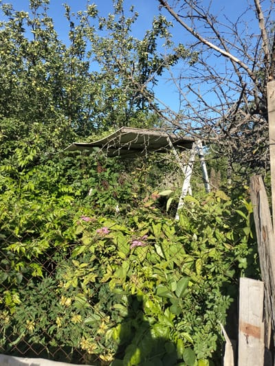 The image depicts a sunny outdoor scene in Kudashivka, Ukraine, characterized by dense green foliage and a clear blue sky. A wire mesh fence runs across the foreground, partially obscuring a tangle of leafy plants, some of which bear small pink flowers. Behind the fence, a rustic wooden structure with a corrugated metal roof is visible, supported by white A-frame legs, suggesting it might be a shelter or a part of a garden feature. The area is overgrown with vegetation, including what appears to be an apple tree laden with small green fruits. Several bare tree branches, some brittle and dry, extend into the upper portion of the frame, contrasting with the vibrant green of the leaves. A weathered wooden post stands vertically on the right side of the image, further emphasizing the rural or garden setting. No people are present in the scene.