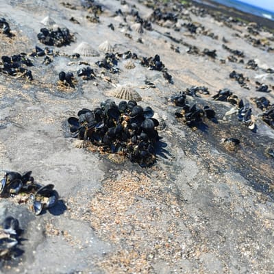 The image shows a cluster of dark mussels attached to a large, grey rock at Fanore Beach in Fanore, Ireland. The rock is covered in sand and small shells, suggesting it is in a tidal zone. In the background, more mussels and shells are scattered across similar rocks, and the ocean is visible as a thin blue line at the top of the frame. The lighting indicates it is daytime, with shadows cast by the mussels on the rock.