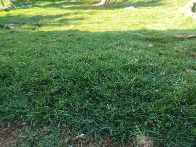 A close-up shot showcases a vibrant green lawn, its blades varying in length and texture. Sunlight illuminates the upper portion, creating a gradient from bright to shadowed areas. Patches of bare earth and scattered dried leaves mingle with the lush grass, adding natural variation. A few wooden logs, small branches, and a piece of rope are spread across the top left of the scene. Overall, the lawn appears healthy and well-maintained, with a slightly wild and untamed aesthetic.