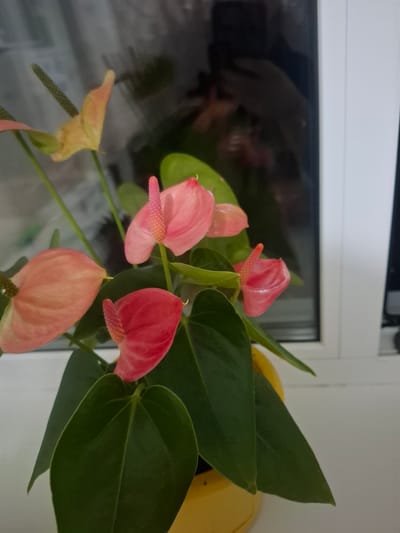 A close-up, eye-level indoor shot features a potted Anthurium plant with vibrant pink and peach-colored spathes and green, heart-shaped leaves. The flowers are in various stages of bloom, with some unfurling and others fully open, showcasing their distinctive spadix. The plant is situated near a window, with a white window frame visible to the right. The background is dark and somewhat blurry, suggesting reflections in the glass. The bottom portion of the image shows a bright yellow pot. There are no people or animals present in the scene. The location in Novlyanka, Russia cannot be determined from the visual information provided.
