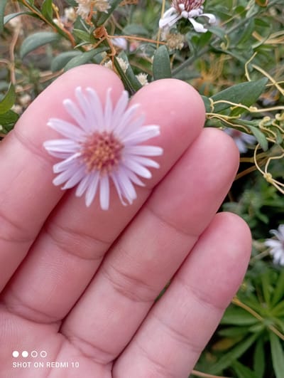 A close-up, shallow depth of field shot shows a person's hand holding a small, light purple daisy-like flower. The flower is the primary subject, with delicate white petals radiating from a brown center. The hand, which appears to be that of an adult, is positioned to cradle the flower, with fingers partially obscuring the blossom. The skin tone is fair, and the texture of the fingerprints is visible. In the background, out of focus, are green leaves and stems of plants, suggesting an outdoor environment. The lower left corner of the image contains the watermark "SHOT ON REDMI 10", indicating the device used to capture the photograph. The scene is set in the city of Taş-Kömür, Kyrgyzstan.