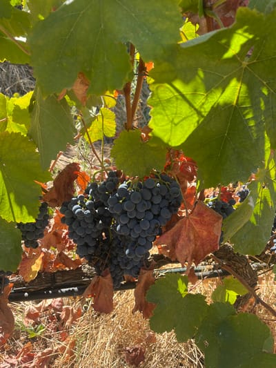 The image displays a close-up view within a vineyard in Carrazeda de Ansiães, Portugal. The primary subjects are multiple clusters of dark purple, ripe grapes hanging from a vine, situated centrally within the frame. The grapes are round and appear to be fully developed. Surrounding the grape clusters are numerous grape leaves, exhibiting a range of colors from vibrant green to reddish-brown, indicative of a seasonal change. Strong natural light illuminates the scene, creating bright highlights on some leaves and casting dappled shadows. The vine's woody branches are visible, and a black irrigation tube runs horizontally across the lower portion of the image, affixed to the vine structure. The ground beneath the vine is covered with dry, yellow-brown grass and scattered reddish-brown fallen leaves. No individuals or specific actions are depicted.
