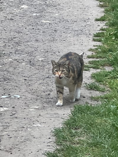 A brown tabby cat is pictured on a grey, cracked surface, likely a sidewalk or paved area. Green vegetation is visible along the edges of the surface. The cat is in motion, possibly walking or running towards the viewer, with its mouth slightly open. The picture appears to be taken outdoors in daylight. There is no indication of the location being in Cherliany, Ukraine.