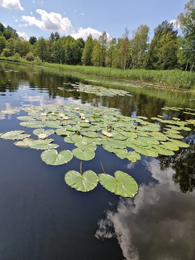 This image depicts a serene natural scene along the Viesīte River in Viesīte, Latvia. The foreground is dominated by a dense cluster of lily pads, some with white water lilies in bloom, floating on the dark, reflective surface of the river. The water mirrors the bright blue sky dotted with fluffy white clouds, and the surrounding lush green trees that line the riverbank. Tall reeds grow along the edge of the water in the middle ground, creating a natural barrier between the river and the dense forest beyond. The trees, a mix of deciduous varieties, are full of vibrant green foliage, suggesting a warm, sunny day during the summer months. The overall impression is one of tranquility and natural beauty, typical of the Latvian countryside. There are no people or animals visible in the frame.