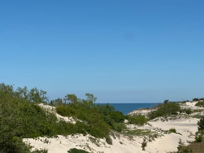The image depicts a natural landscape with sand dunes, vegetation, and the sea. The foreground is dominated by light-colored sand dunes dotted with green shrubs and trees. The vegetation is dense in some areas, particularly on the left side of the image, and sparser on the right. The sand dunes form undulating hills with pathways or depressions between them. In the middle ground, a body of blue water, presumably the sea, is visible, with a clear horizon line separating it from the sky. The sky is a bright, cloudless blue, occupying the upper portion of the image. The overall scene suggests a coastal environment with a dry, sandy terrain. The location is identified as Lesnoy, Russia.