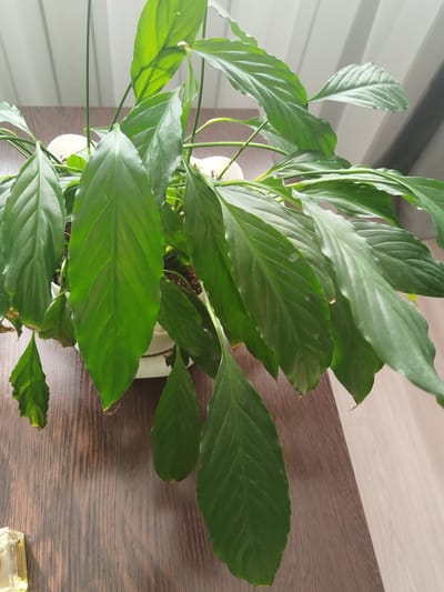 A houseplant, likely a Peace Lily, with large, dark green, ovate leaves droops slightly in a white pot. The pot sits on a polished wooden surface, possibly a table. The background shows a lightly-colored wall with vertical blinds and a sliver of a light-colored floor. A small, transparent, golden object, possibly a piece of candy or a decorative item, is visible in the lower left corner of the frame. The lighting appears to be natural, coming from the left and slightly from behind the plant, casting faint shadows. There are no people or animals visible in the scene. The location is described as Bezlesnyy, Russia.