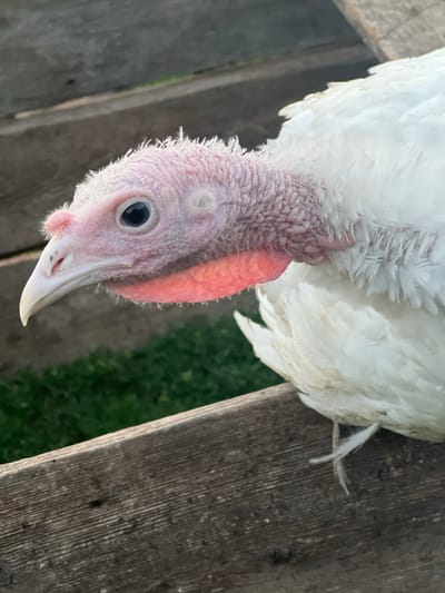 A close-up, vertically oriented, eye-level shot features a white turkey. The turkey's head is prominently displayed, facing downwards and slightly to the right. Its eye is dark and beady, and its beak is a pale white with a dark speck near the nostril. The turkey's fleshy throat and wattles are a vibrant pinkish-red. The skin on its head and neck appears textured and slightly wrinkled. Fine, wispy white feathers are visible around the base of its head, transitioning into its white body feathers. A few delicate white feathers are also visible protruding from its body.

The background is a mix of natural and man-made elements. To the right, a weathered wooden surface runs diagonally across the frame. Its surface displays prominent vertical grain and some darker markings. To the left, out of focus, is a hint of green grass and what appears to be a wooden fence or structure, suggesting an outdoor setting. The lighting appears to be natural, possibly from daylight, casting subtle shadows and highlighting the textures of the turkey and the wood. No discernible text is present in the image. The overall impression is that of a domestic animal in a rural or farm-like environment. The activity is simply the turkey being present and observed.