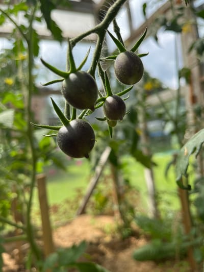 The image shows a close-up of several unripe, dark-colored cherry tomatoes growing on a vine. The tomatoes are round with small, pointed tips and are covered in fine, fuzzy hairs. They are attached to a green stem, also covered in hairs, with several green sepals fanning out from beneath each tomato. The background is blurred, but suggests an outdoor setting, possibly a garden or greenhouse, with greenery and wooden structures visible. Sunlight is casting shadows and highlights on the tomatoes, suggesting it is daytime, likely in the morning or late afternoon due to the angle of the light. The overall impression is one of natural growth and the early stages of fruit development. There is no visible text.